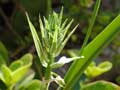 Albuca setosa