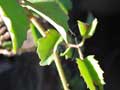 Cissus rotundifolia