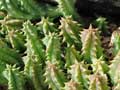 Heurnia hysterix
