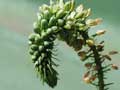 Ornithogalum longiscapum