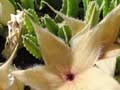 Stapelia gigantea