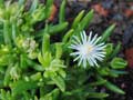 Delosperma lineare