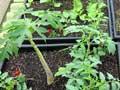 Growing food on roofs