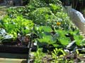 Growing food on roofs