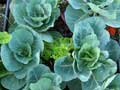 Growing food on roofs