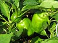 Growing food on roofs