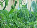 Growing food on roofs