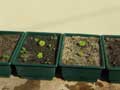 Self watering vegetable trays