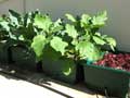 Self watering vegetable trays