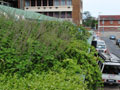 eThekwini Municipality Green Roof