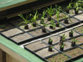 eThekwini Municipality Green Roof