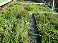 eThekwini Municipality Green Roof