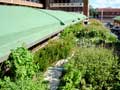 eThekwini Municipality Green Roof