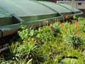 eThekwini Municipality Green Roof