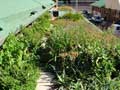 eThekwini Municipality Green Roof