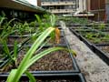 Setting up green roof layers